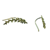 Gold Olive Leaf Earlobe Earrings
